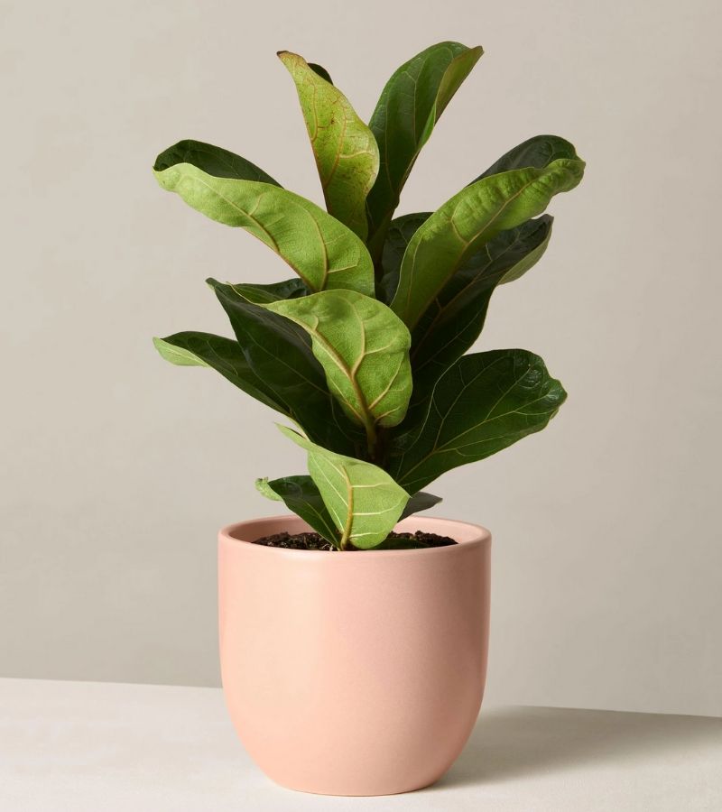 fiddle leaf plant from best online nursery