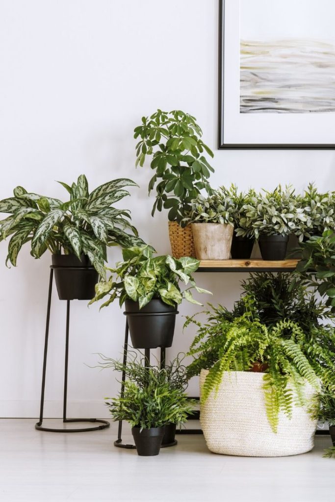 best online plant nurseries